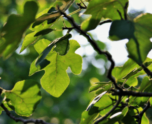 The Hardy ‘Celeste’ Fig The Hardy ‘Celeste’ Fig