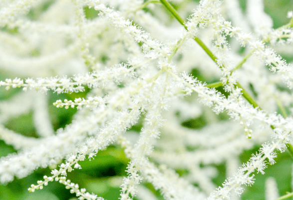 White fluffy flower spikes of Aruncus Dioicus plant White fluffy flower spikes of Aruncus Dioicus plant