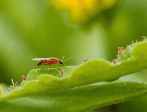 Aphids