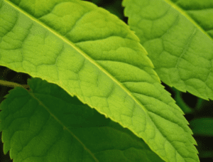 Chlorosis