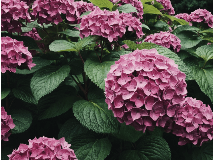 Hydrangea Disease Hydrangea Disease