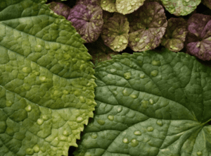 Hydrangea Mosaic Virus Hydrangea Mosaic Virus