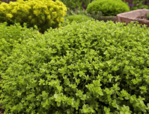 Lemon Thyme, Creeping Thyme
