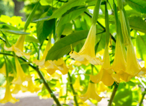 Angel's Trumpet (Brugmansia spp.) Angel's Trumpet (Brugmansia spp.)