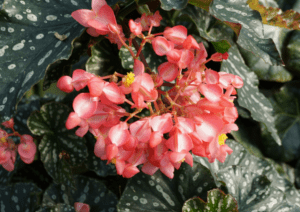 Begonias (Begonia spp.) Begonias (Begonia spp.)