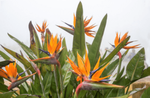 Bird of Paradise (Strelitzia reginae) Bird of Paradise (Strelitzia reginae)
