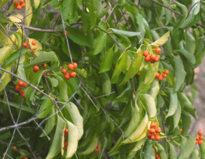 Bittersweet Berries Celastrus scandens Bittersweet Berries Celastrus scandens