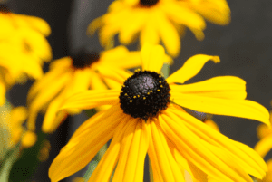 Black-eyed Susans (Rudbeckia spp.) Black-eyed Susans (Rudbeckia spp.)