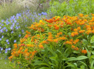 Butterfly Weed (Asclepias tuberosa) Butterfly Weed (Asclepias tuberosa)