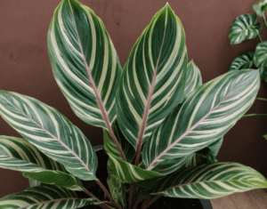 Calathea Ornata Calathea Ornata with dark green leaves and pink pinstripes