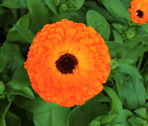 Calendula (Calendula officinalis) Calendula (Calendula officinalis)