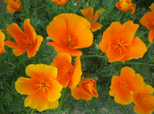 California Poppies (Eschscholzia californica) California Poppies (Eschscholzia californica)