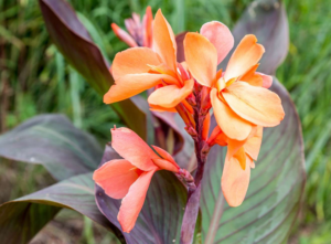 Canna Lily Canna spp Canna Lily Canna spp