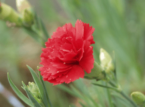 Carnations (Dianthus caryophyllus) Carnations (Dianthus caryophyllus)