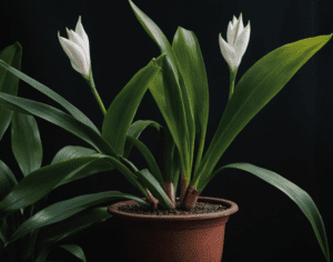Cast Iron Plant Aspidistra elatior Cast Iron Plant Aspidistra elatior