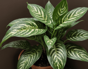 Chinese Evergreen (Aglaonema spp.) Chinese Evergreen (Aglaonema spp.)