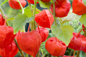 Chinese Lantern (Physalis alkekengi) Chinese Lantern (Physalis alkekengi)