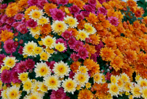 Chrysanthemums (Chrysanthemum morifolium) Chrysanthemums (Chrysanthemum morifolium)