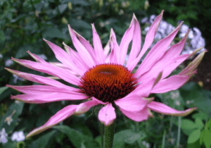 Coneflowers Echinacea spp Coneflowers Echinacea spp
