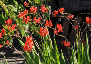 Crocosmia (Crocosmia spp.) Crocosmia (Crocosmia spp.)