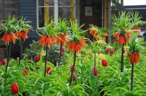 Crown Imperial (Fritillaria imperialis) Crown Imperial (Fritillaria imperialis)