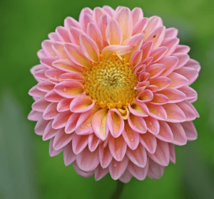 Dahlias (Dahlia spp.)