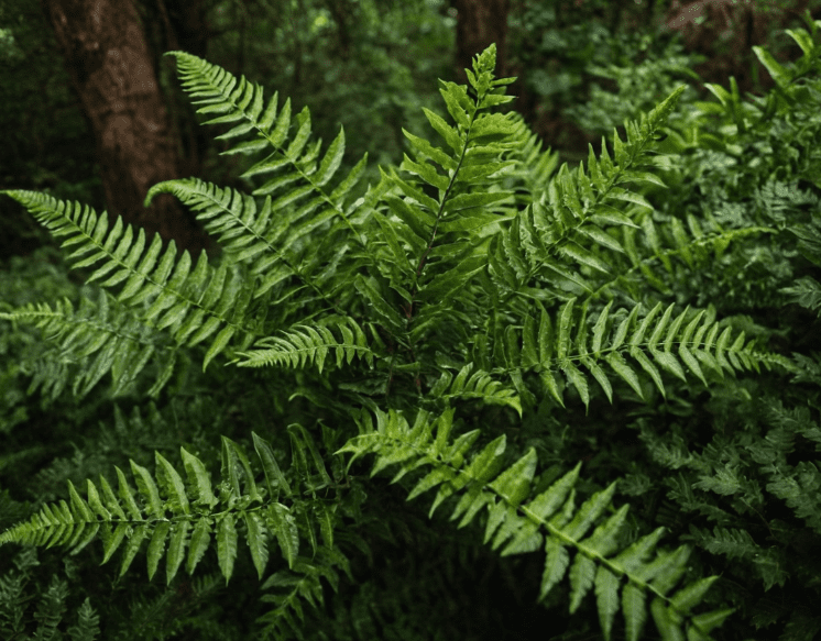East Indian Holly Fern A beautiful variegated East Indian Holly Fern with dark green and yellow fronds.
