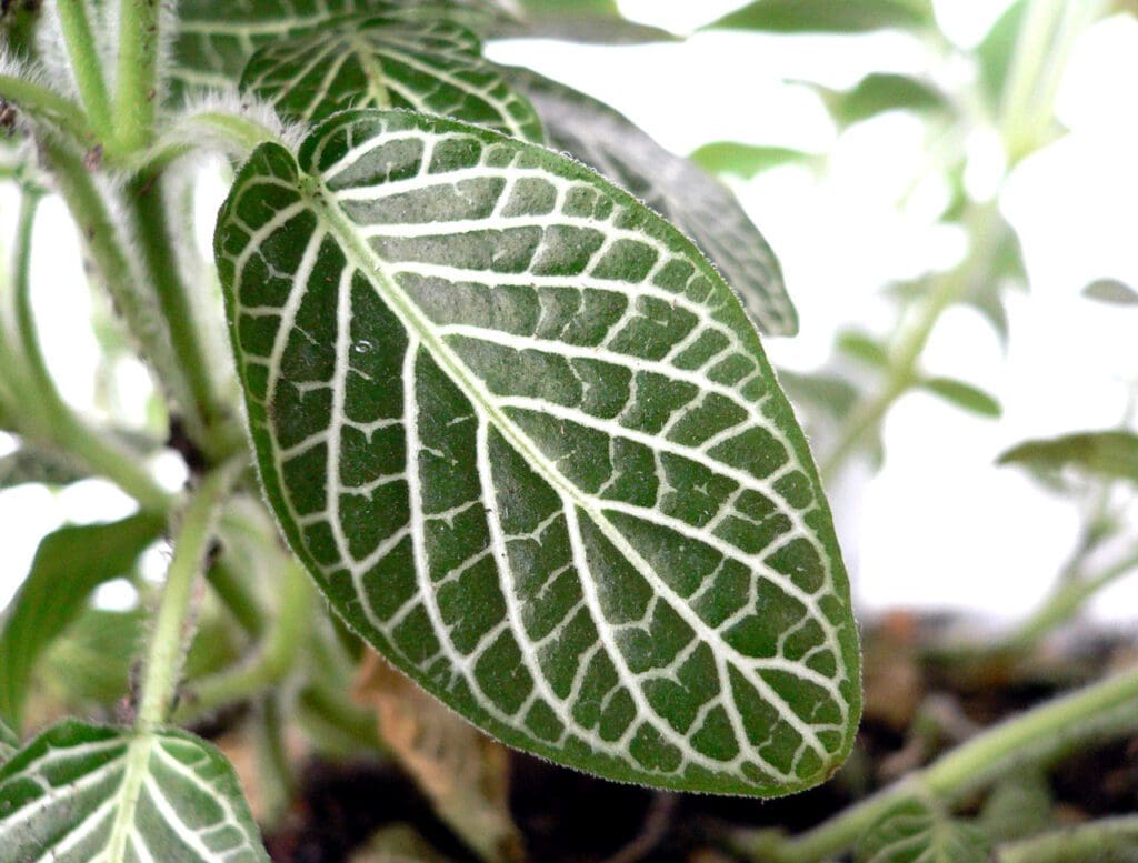Fittonia Fittonia