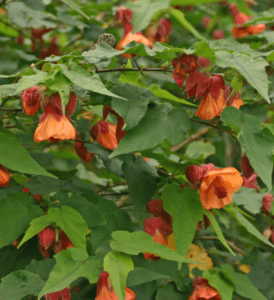 Flowering Maple (Abutilon x hybridum) Flowering Maple (Abutilon x hybridum)