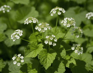Garlic Mustard Garlic Mustard