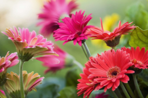 Gerbera Daisies Gerbera jamesonii Gerbera Daisies Gerbera jamesonii