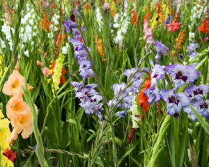 Gladiolas (Gladiolus spp.) Gladiolas (Gladiolus spp.)