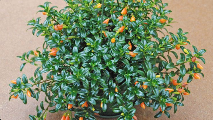 GoldFish Plant GoldFish Plant