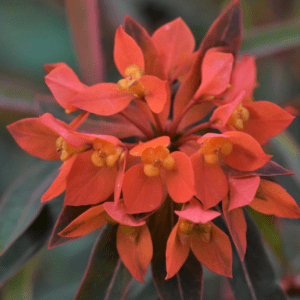 Gopher Spurge (Euphorbia griffithii 'Fireglow') Gopher Spurge (Euphorbia griffithii 'Fireglow')