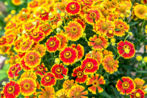 Helenium (Helenium spp.) Helenium (Helenium spp.)