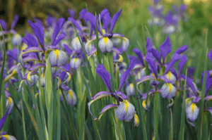 Irises (Iris spp.) Irises (Iris spp.)