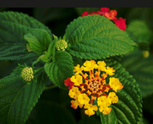 Lantana (Lantana camara) Lantana (Lantana camara)