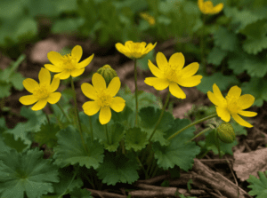Lesser Celandine Lesser Celandine