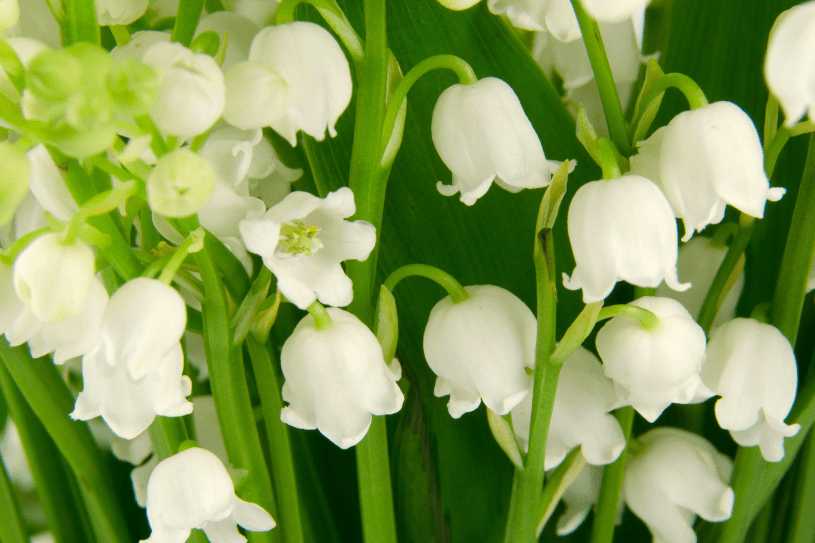 Lily of the Valley Lily of the Valley