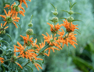 Lion's Tail (Leonotis leonurus) Lion's Tail (Leonotis leonurus)