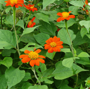 Mexican Sunflower (Tithonia rotundifolia) Mexican Sunflower (Tithonia rotundifolia)