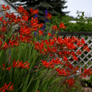 Montbretia (Crocosmia ‘Lucifer’) Montbretia (Crocosmia ‘Lucifer’)