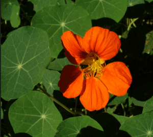 Nasturtium (Tropaeolum majus) Nasturtium (Tropaeolum majus)
