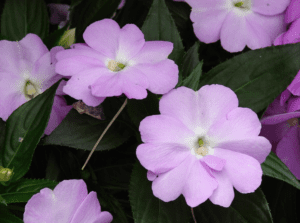New Guinea Impatiens (Impatiens hawkeri) New Guinea Impatiens (Impatiens hawkeri)