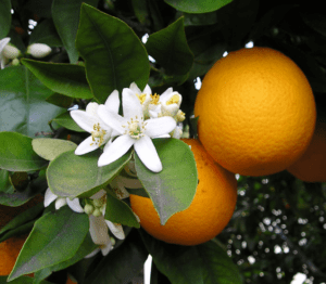 Orange Blossom (Citrus sinensis) Orange Blossom (Citrus sinensis)