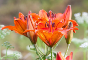 Orange Lily (Lilium bulbiferum var. croceum) Orange Lily (Lilium bulbiferum var. croceum)