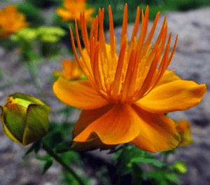 Orange Siberian Globeflower (Trollius ircuticus) Orange Siberian Globeflower (Trollius ircuticus)