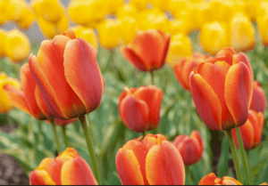 Orange Tulips (Tulipa spp.) Orange Tulips (Tulipa spp.)