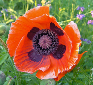 Oriental Poppies Papaver orientale Oriental Poppies Papaver orientale