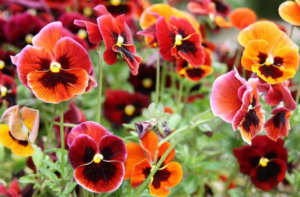 Pansies (Viola x wittrockiana) Pansies (Viola x wittrockiana)